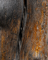 Tracks left on a dead tree are proof of insect infestation
