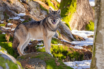 Obraz premium Wolf im Winter