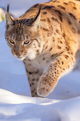 Naklejka premium Luchs