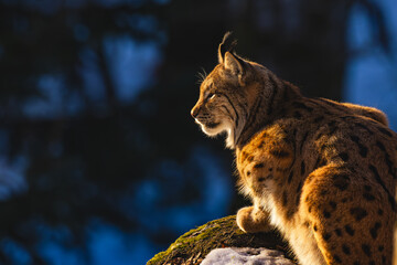Luchs im Morgenlicht