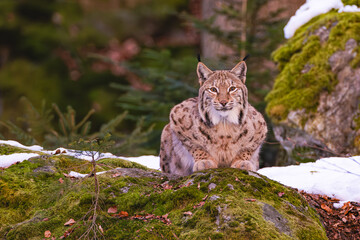 Luchs