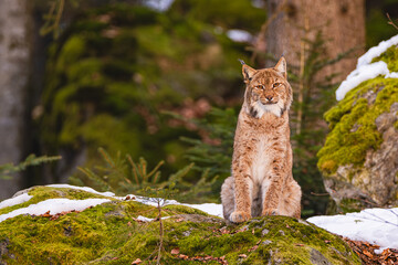 Luchs