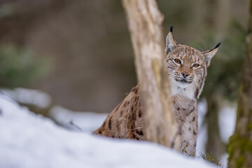 Luchs