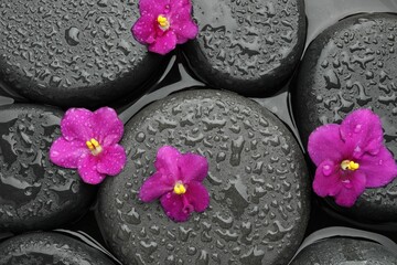 Spa stones and flowers on water surface, top view