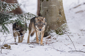 Wolf im Winter