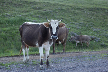 Cow portrait on green grass