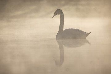 Schwan im Nebel