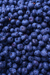 Fresh blueberry background. Texture blueberry berries close up.