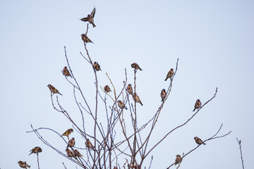Stieglitze im Baum