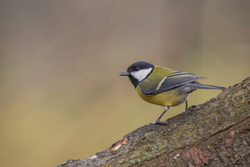 Obraz premium Kohlmeise