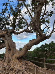 Obraz premium old tree in the park