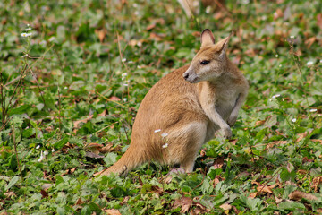 Känguru