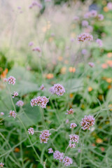 Beautiful cluster of delicate pink flowers blooming in a lush garden during springtime
