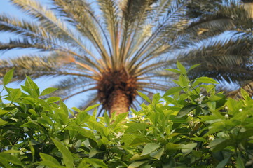 Glory of Palm Tree