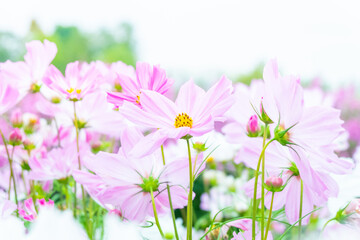 Cosmos flowers blooming in garden,pink cosmos flower blooming in the field,Pink Cosmos bipinnatus or Mexican aster.