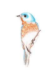 Eastern bluebird, migratory thrush. Watercolor drawing. Illustration on white background..
