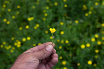 small flower in man hand nature background
