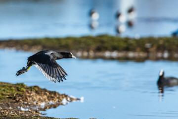 Eurasian Coot, Fulica atra, bird in flight over winter marshes