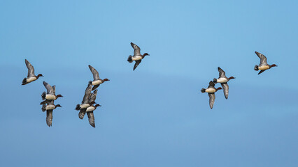 Eurasian Wigeon, Mareca penelope, birds in flight over winter marshes