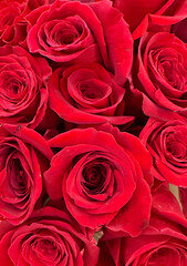 A bouquet of red roses
