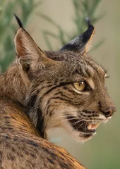 Iberian lynx close up face