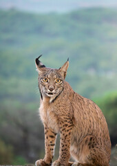 Iberian lynx portrait