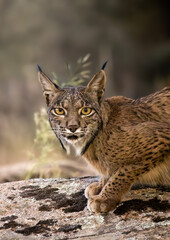 iberian lynx bended down