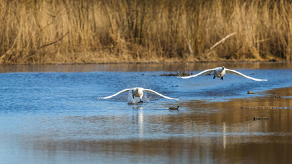 Tundra Swan, Bewick's Swan, Cygnus columbianus in flight at winter in Slimbridge, England
