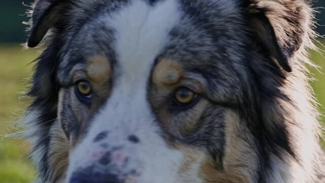 Slow Motion Close-Up Shot of a Mountain Herding Dog Sitting &ndash; Thick Fluffy Coat, Focused and Alert Expression, Serene Alpine Background, Gentle Breeze Moving Fur, Loyal and Majestic Canine, Tranquil