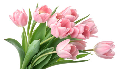 Fototapeta premium Beautiful pink tulips arranged in a bouquet