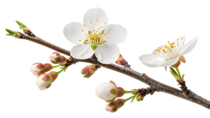 Branch with white blossoms and pink buds in spring