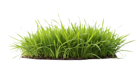 Fresh green grass growing on fertile soil