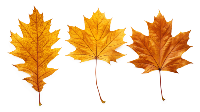 Autumn leaves arranged in a decorative pattern