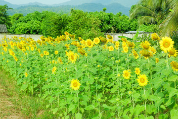 Pathway with Sunflower blooming in the field,closeup sunflower in full bloom,creating a natural abstract background in Summer time,Field of sunflowers,warm light of the setting sun..