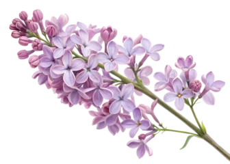 Poster Lilac flowers blooming in spring under sunlight