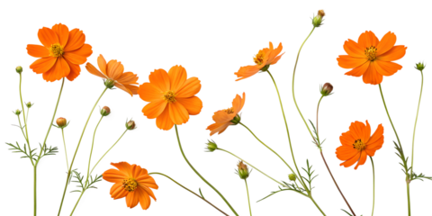 Vibrant orange flowers in a bright setting