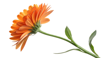 Orange flower close up in natural light