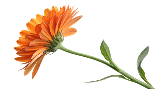 Orange flower close up in natural light