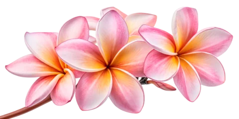 Fototapete Pink and yellow plumeria blooms © PNG King
