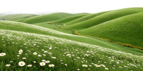 Rolling green hills covered in wildflowers