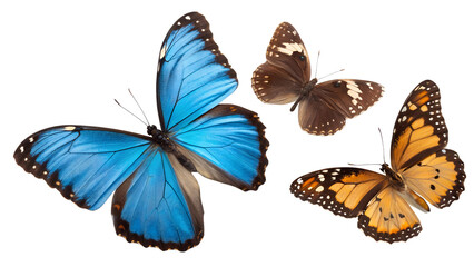 Obraz premium Colorful butterflies in bright display of nature