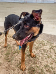 dog on the beach