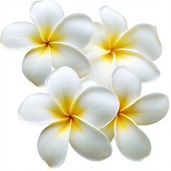 Fototapeta premium A cluster of four white flowers with yellow centers, softly lit against a pure white backdrop.