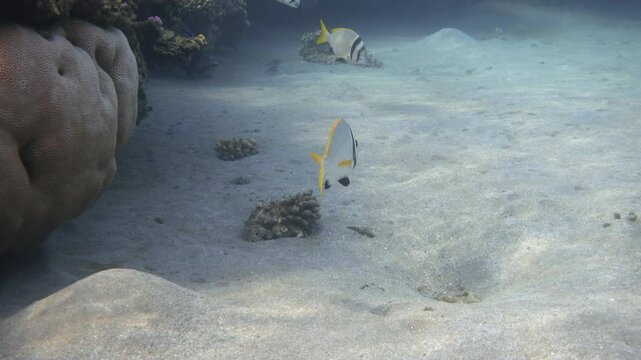 Group of twobar seabream fishes (Acanthopagrus bifasciatus), Red Sea. Video footage