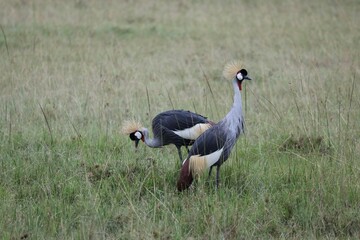 2 grue couronnée - Kenya
