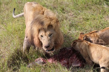 Un lion rugit - Kenya