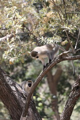 Deux singe vervet dans un arbre - kenya