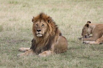 Un lion au repos - Kenya