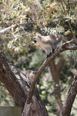 Singes vervet dans un arbre - Kenya