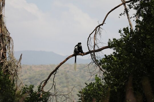 colobe gu&eacute;r&eacute;za - Kenya